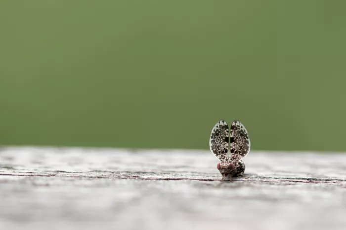 Vos, de Daan: La mosca pavone