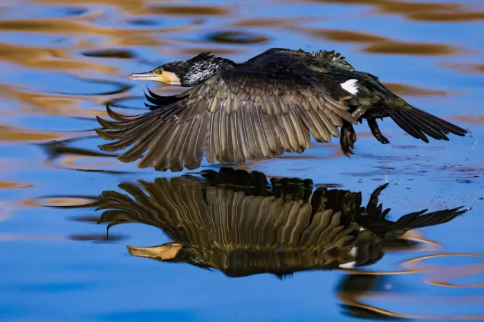 Manusevich, David: Kormoran