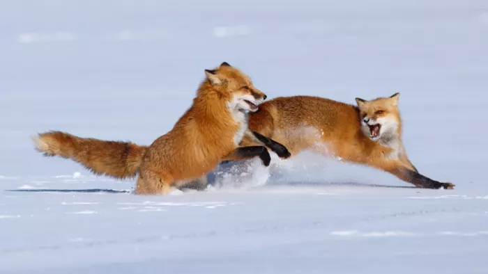 Lam, Gavin: Renards rouges se poursuivant et jouant dans la neige...