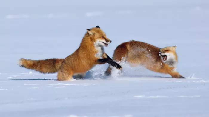 Lam, Gavin: Renards roux se poursuivant et jouant dans la neige...