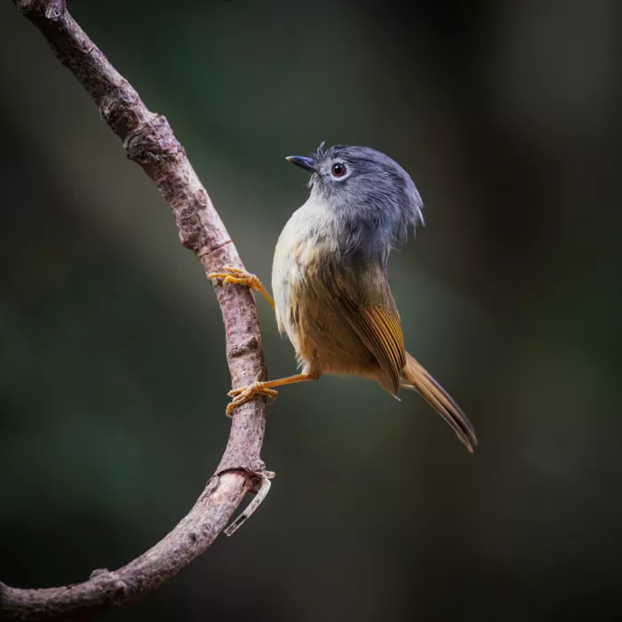 (吉星高照), Taksing: Roitelet à joues grises