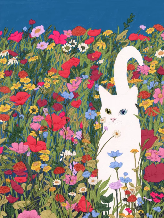 Mazur, EC: Weiße Katze in Wildblumen