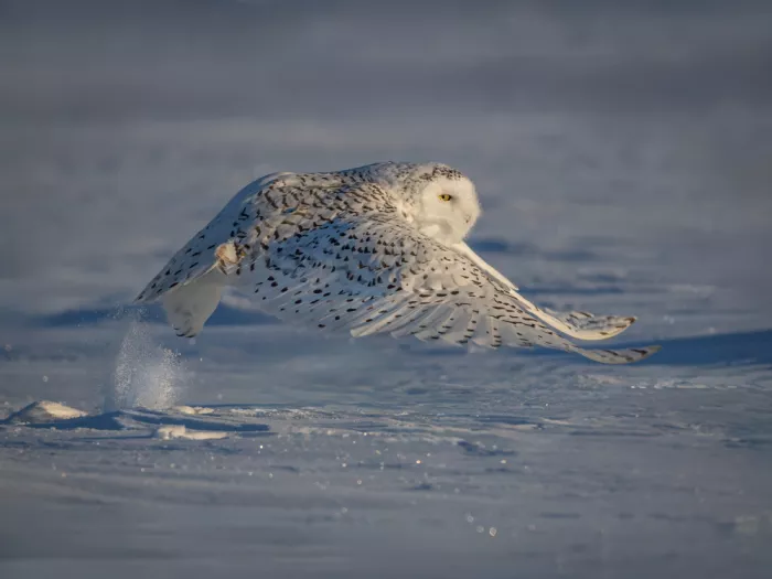 (吉星高照), Taksing: Schnee-Eule