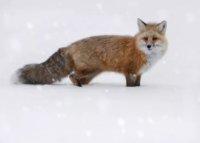 Gu, Zeren: Fuchs im Schnee