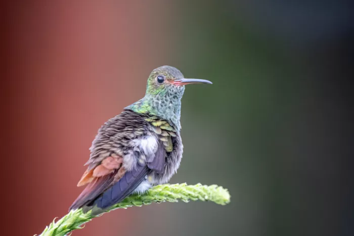 Lipinghu: Rotschwanz-Kolibri