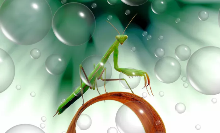 Dufour, Thierry: Stern unter Insekten...
