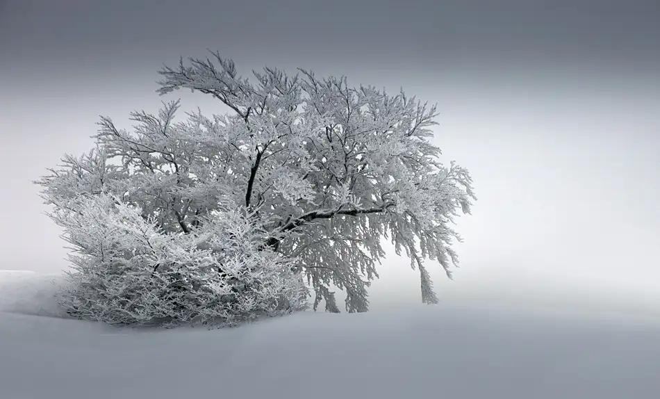 Schumacher, Nicolas: SNOW_BAUM