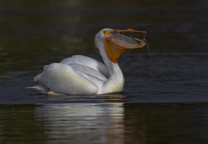 Huang, Johnson: Pellicano e pesce