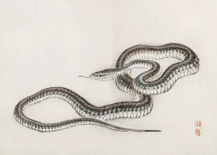 Studio, Pictufy: Serpiente de Kōno Bairei (1844–1895)