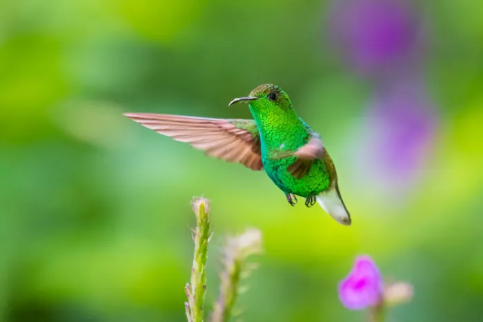 DB, YY: Colibrì