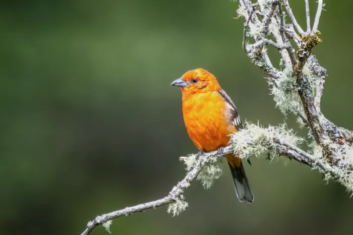 Lipinghu: Leuchtend gefärbtes Männchen des Feuer-Tanagers