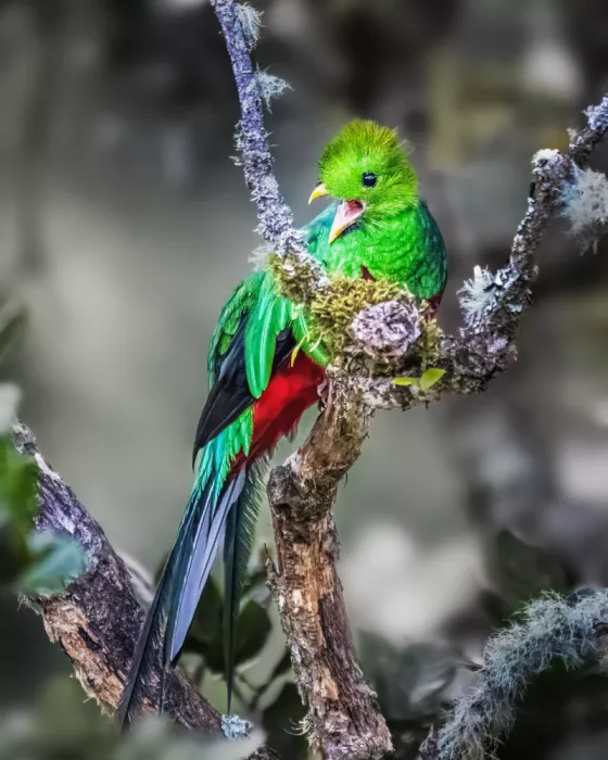 Lipinghu: Der glänzende Quetzal singt