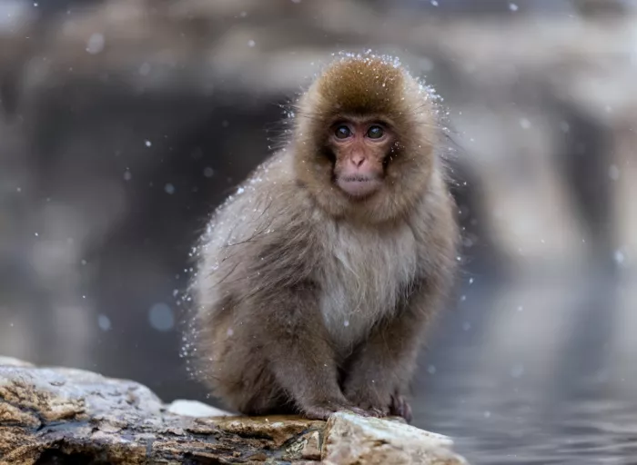 W, Joanna: Una piccola scimmia della neve - 1
