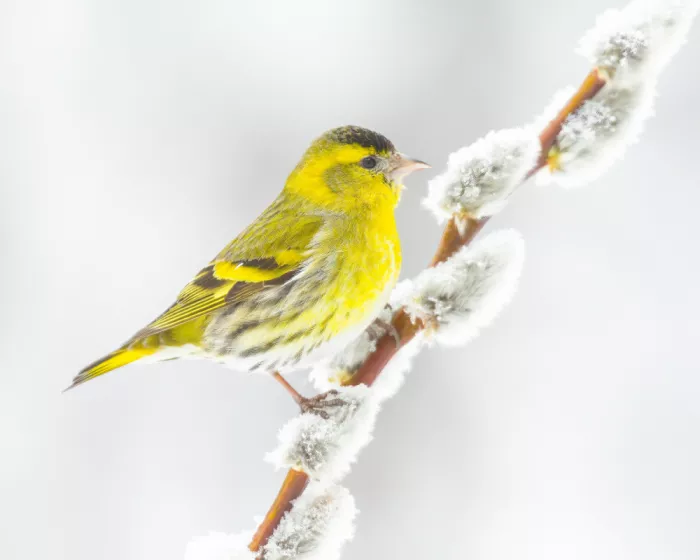 Keizer, Annie: Farbe im Winter