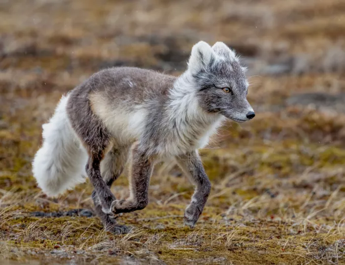 Hu, Gary: Volpe artica in azione