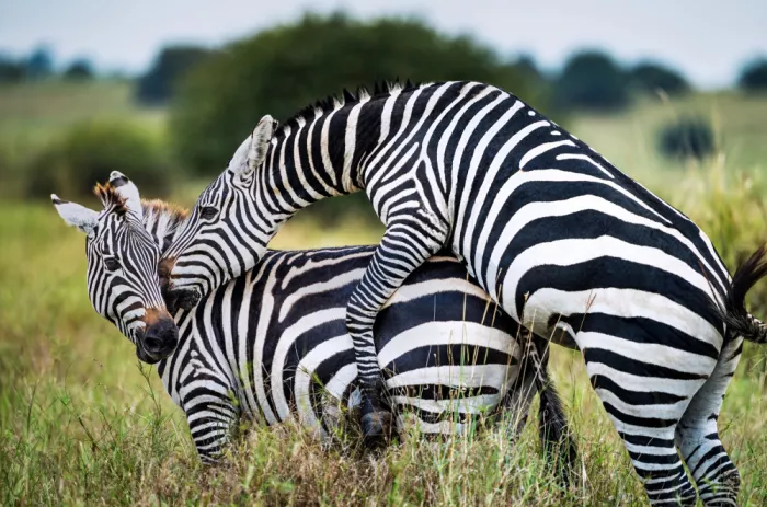 Hu, Gary: Zebre innamorate