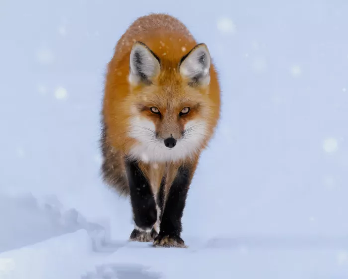 Gu, Zeren: Fuchs im Schnee