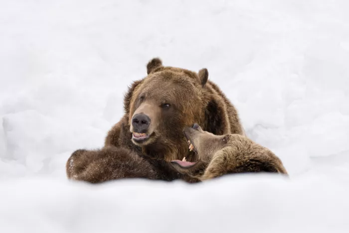 Lai, Vicki: Condividere un segreto