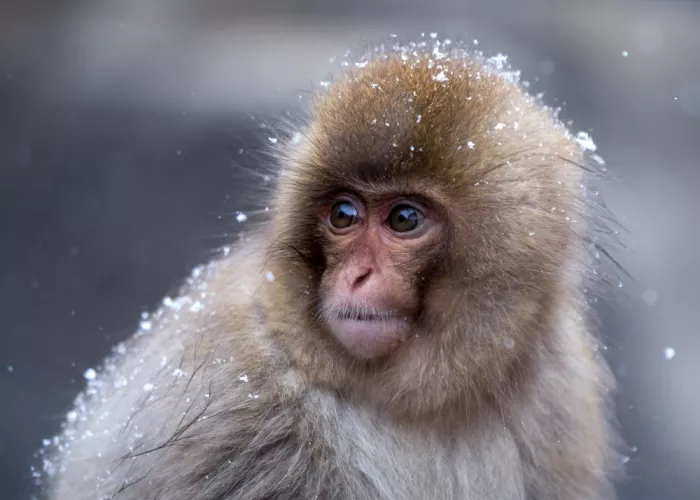 W, Joanna: Una piccola scimmia della neve - 2