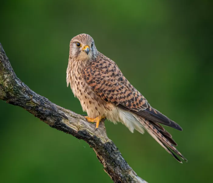Procaccia, Itamar: Weiblicher Turmfalke
