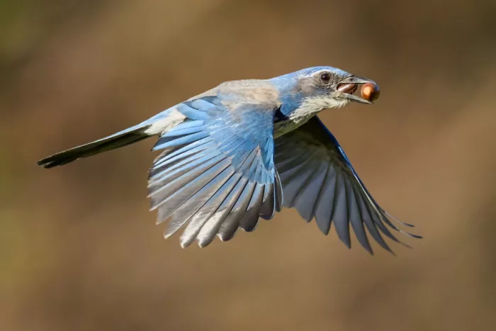 Wang, Moses: California scrub jay