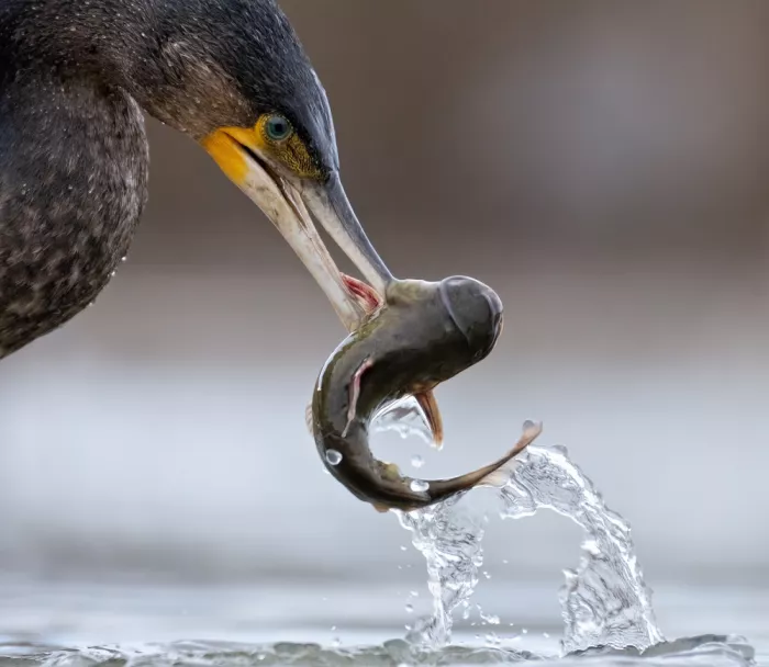 DeLaan, Corry: Cormorano con pesce