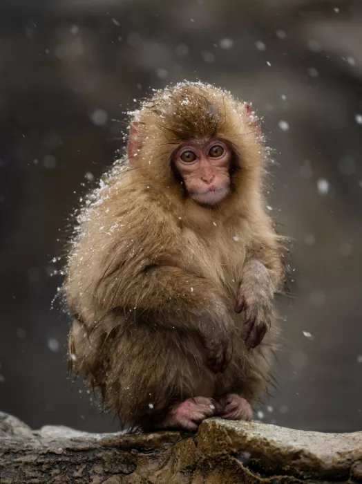 W, Joanna: Una piccola scimmia della neve - 4