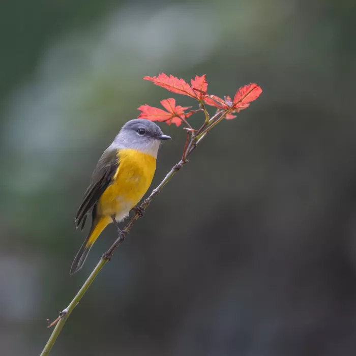 (吉星高照), Taksing: Minuet à menton gris