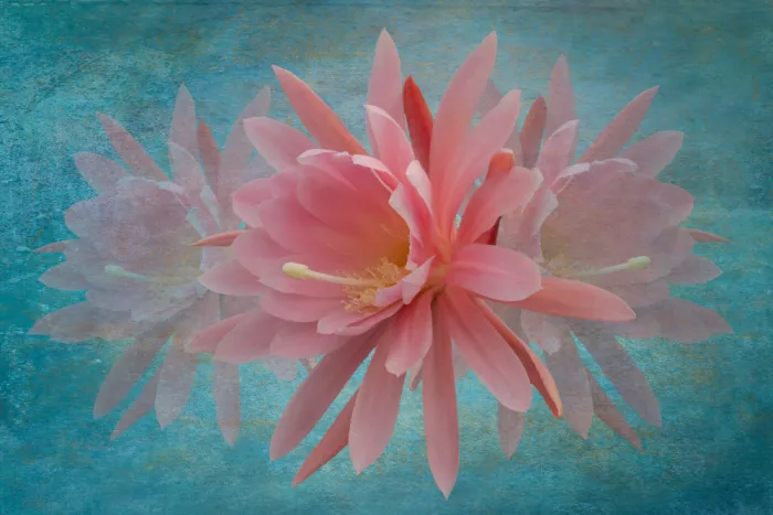 Urbanski, Richard: Rose Cactus