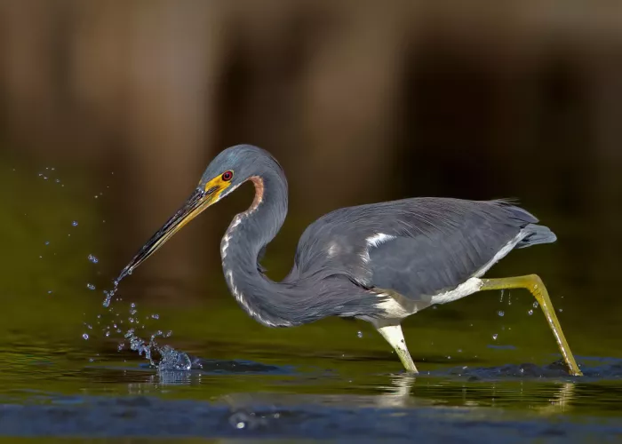 Verdon: Airone tricolore in pesca