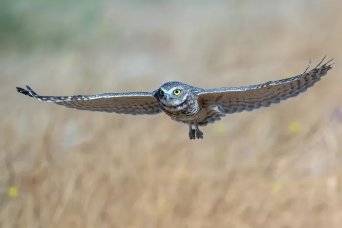 Lipinghu: Geradlinige Flugposition