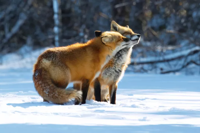 Lam, Gavin: Renards rouges amoureux
