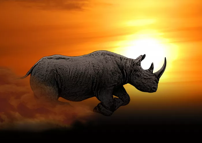 Kaminski, Carlo: Nashorn bei Sonnenaufgang