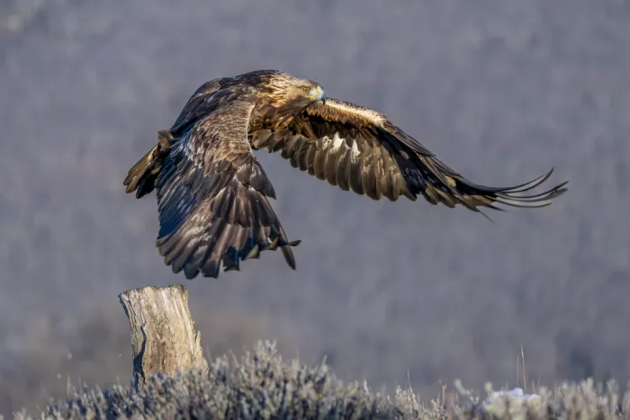 Curto, Jose: Goldene Fliege