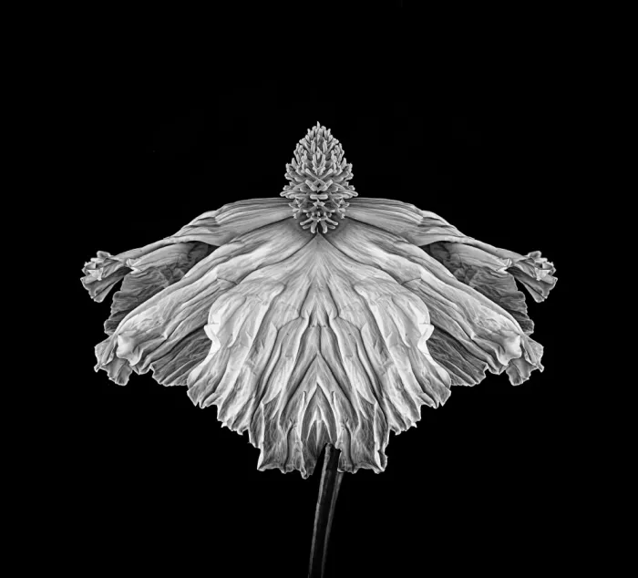 Fletcher, Barbara: Papavero in Monocromo