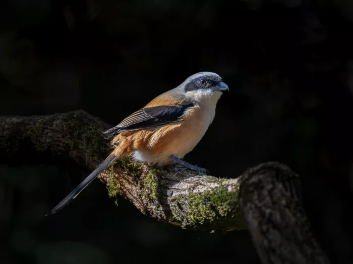 (吉星高照), Taksing: Pie-grièche à dos gris