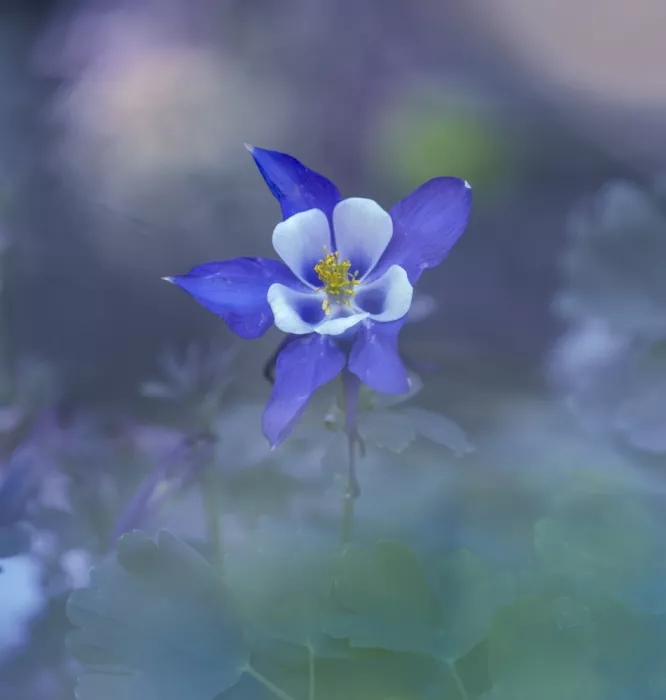 Tseng, Judy: Aquilegia blu
