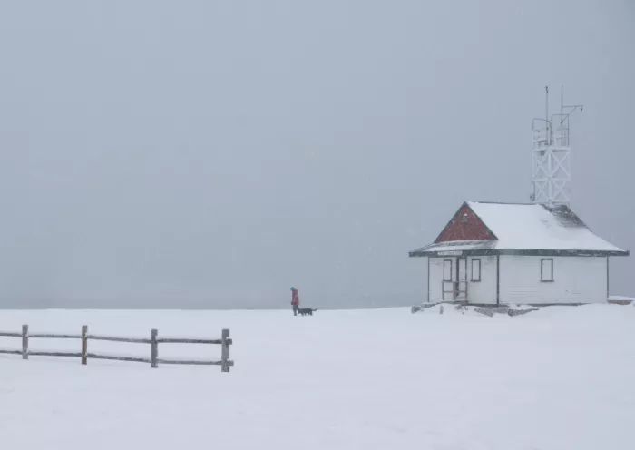 Zhao, Emma: Hund beim Spaziergang am Strand im Schnee