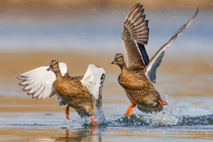 Manusevich, David: Enten