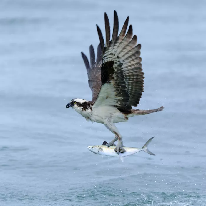 Fan, John: Aladin