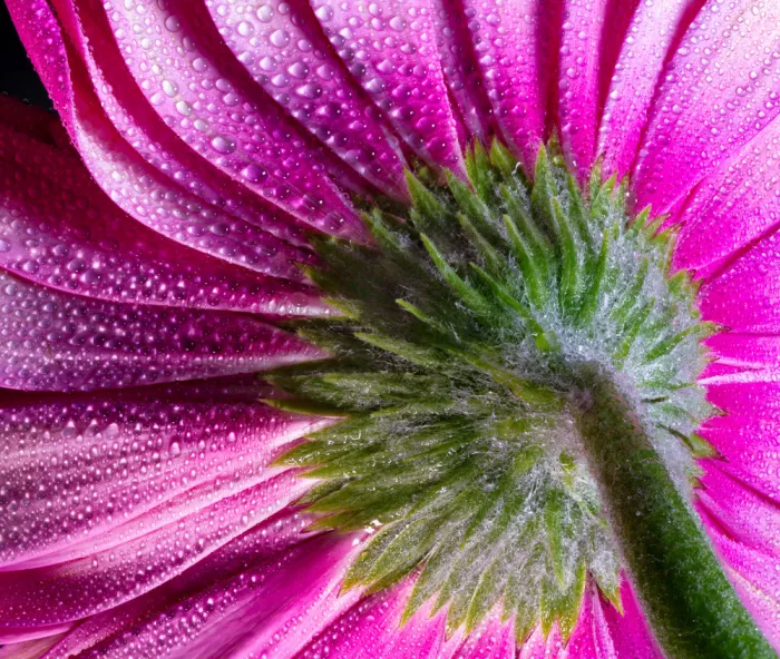 Pessotto, Tommaso: Von Grün zu Rosa