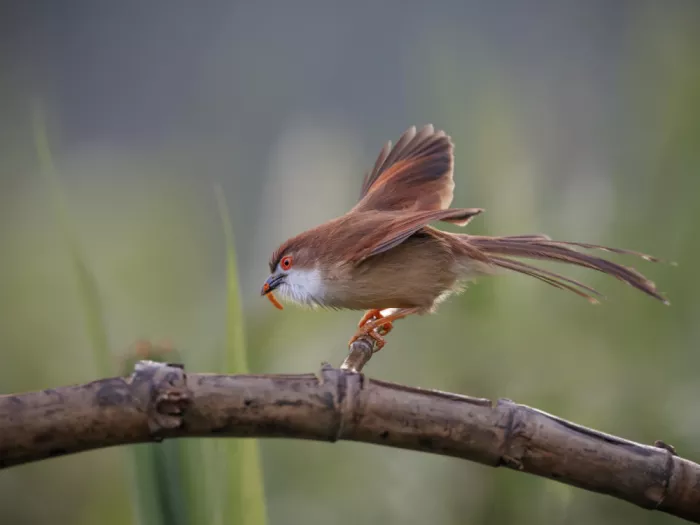 (吉星高照), Taksing: Bulbul aux yeux jaunes
