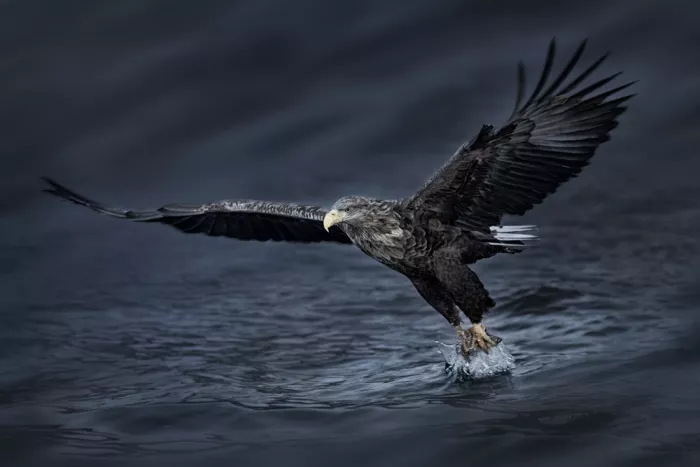 Zhao, Qing: Aquila in azione