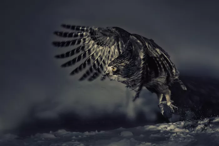 Zhao, Qing: Aquila pescatrice in azione