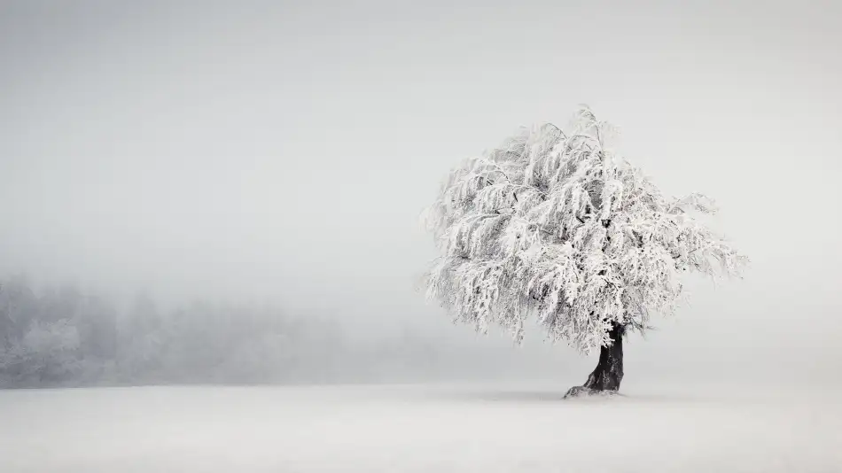 Wonisch, Andreas: Silence