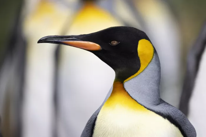 Wolbers, Louise: Königspinguin