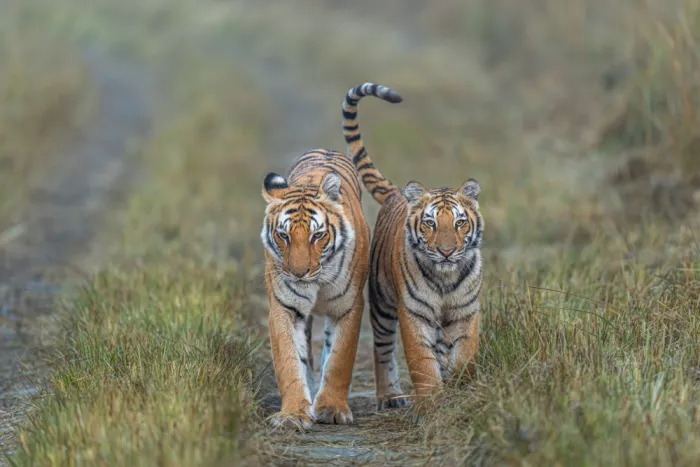 Bhatia, Yogesh: Madre e bambino