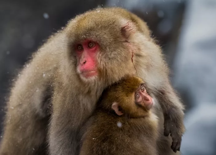 W, Joanna: Amore materno - Macachi delle nevi
