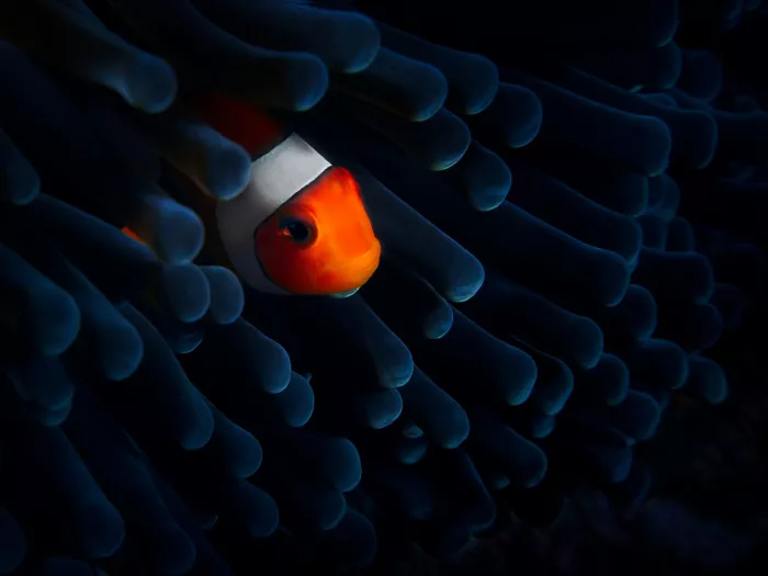 Ciria, Sánchez Javier: Nemo in der Dunkelheit