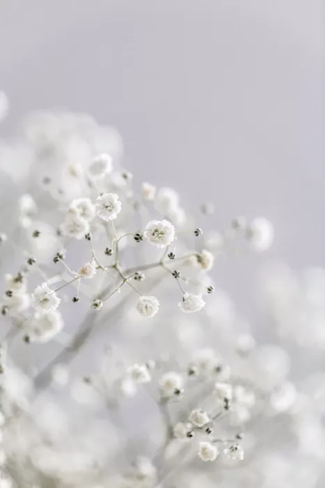 Böhmer, Mareike: Fiori del Respiro Bianco